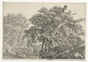 De grote beuk