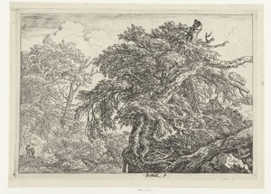 De grote beuk