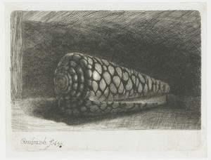 De schelp