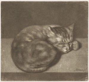 De slapende kat