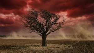 Dead Tree Red Sky