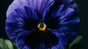 Deep Blue Velvet Pansy