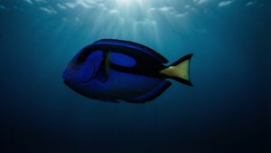 Deep Ocean Blue Tang
