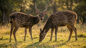 Deer at Ake Loba