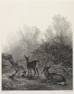Deer at Rest