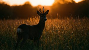 Deer at Sunset