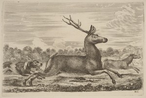 Deer Chased by Two Dogs to the Left