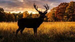 Deer in Golden Grass