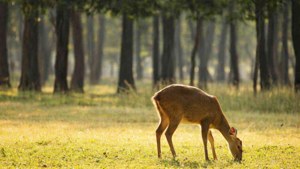 Deer in Hlawga Park