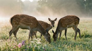 Deer in Misty Meadow