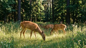 Deer Meadow in Vernon Forest