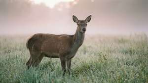Deer Misty Dawn