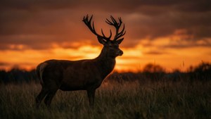 Deer Silhouette Sunset