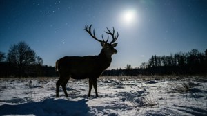 Deer Under Stars
