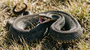 Defensive Hiss