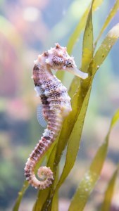Delicate Seahorse