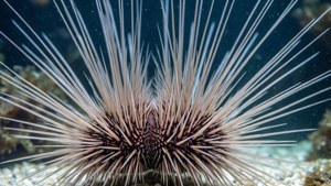 Delicate Urchin Spines