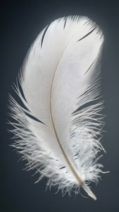 Delicate White Feather