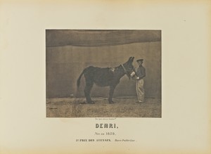Demri