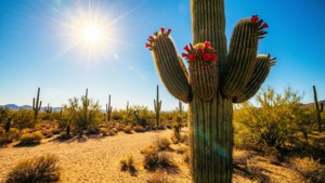 Desert Bloom Summer