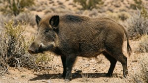 Desert Boar