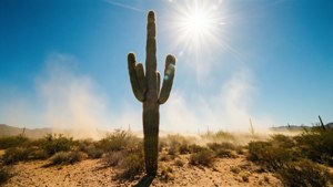 Desert Cactus Heat