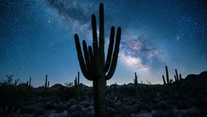 Desert Cactus Starry Night