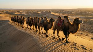 Desert Camel Caravan