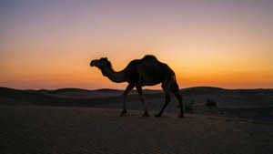 Desert Camel Silhouette