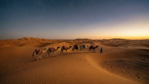 Desert Caravan