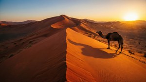 Desert Dune Sunset