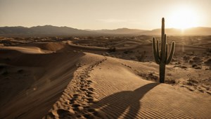 Desert Dunes Sepia