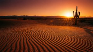 Desert Dusk