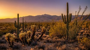 Desert Golden Hour