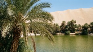 Desert Oasis Palm