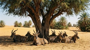 Desert Oasis Rest