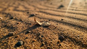 Desert Sand Texture