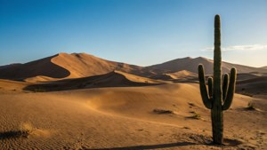 Desert Serenity