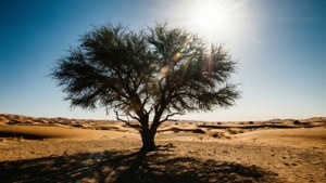 Desert Solitude