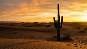 Desert Solitude