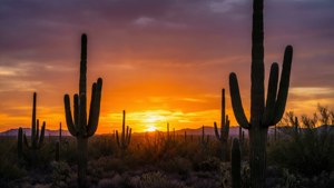 Desert Sunset Silhouettes