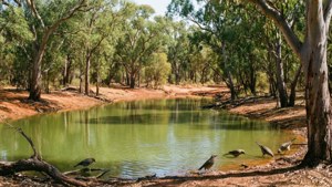 Desert Waterhole