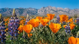 Desert Wildflower Bloom