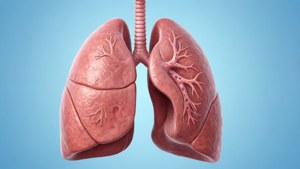 Detailed Lungs Diagram