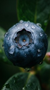 Dew Drop Blueberry