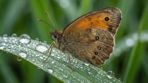 Dew Drop Butterfly