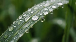 Dew Drop Macro