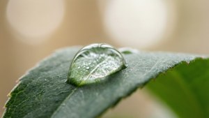 Dew Drop Macro