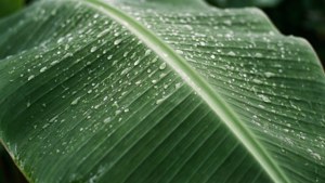 Dew on Banana Leaf