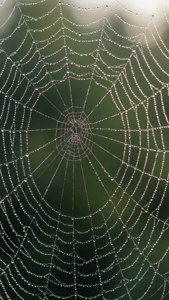 Dew on Spider Web